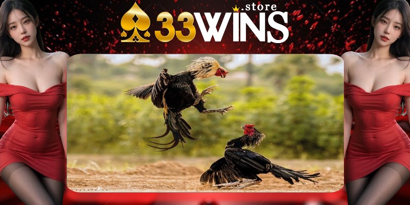 Tổng hợp những cửa cược phổ biến tại sảnh đá gà 33WIN Tổng hợp những cửa cược phổ biến tại sảnh đá gà 33WIN
